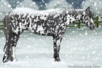 Horse Color:Black  and Black Appaloosa 