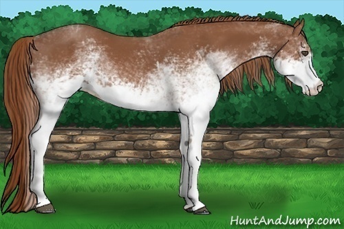 Horse Color:White Spotted Chestnut 