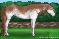 Horse Color:White Spotted Chestnut 