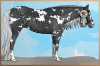 Horse Color:White Spotted Silver Black Chinchilla Sabino