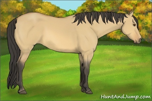 Horse Color:Buckskin Dun 
