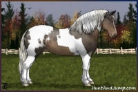 Horse Color:Liver Chestnut Tobiano Appaloosa 