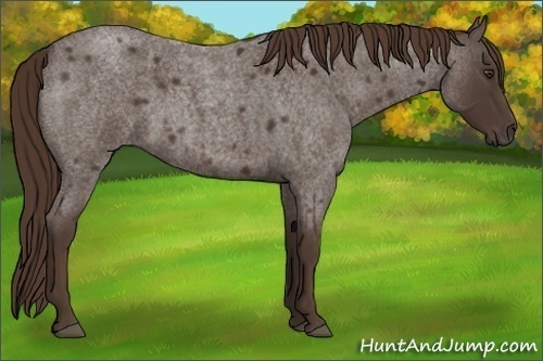 Horse Color:Liver Red Roan 