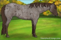 Horse Color:Liver Red Roan 