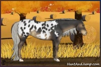 Horse Color:Liver Chestnut Appaloosa 