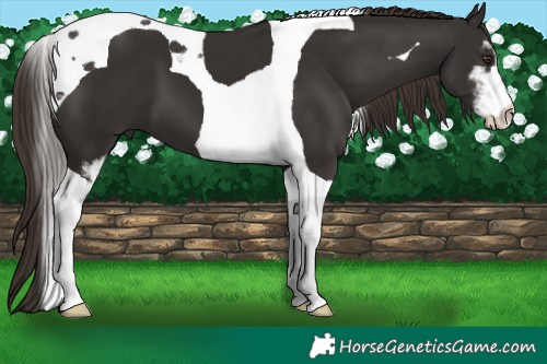 Horse Color:Liver Chestnut Sabino Tobiano 