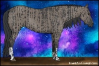 Horse Color:Black  and Grullo 