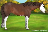 Horse Color:Liver Chestnut Splash 