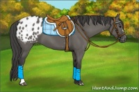 Horse Color:Grullo Blanket