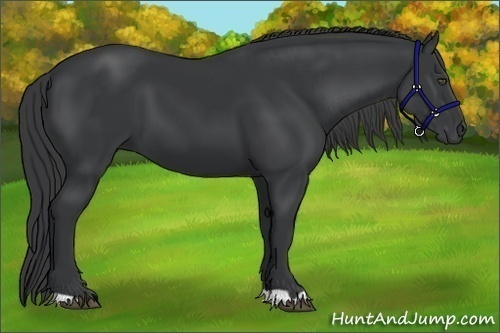 Horse Color:Black 