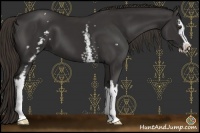 Horse Color:White Spotted Liver Chestnut Sabino 