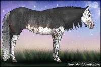 Horse Color:Brown Rabicano  and Brown Splash Rabicano 