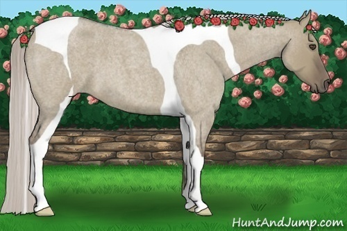 Horse Color:Silver Smoky Grullo Roan Tobiano 