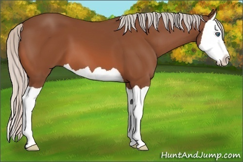 Horse Color:Silver Bay Splash 