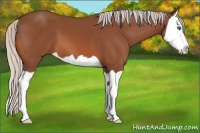 Horse Color:Silver Bay Splash