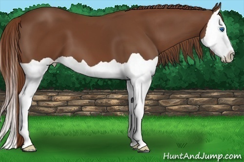 Horse Color:Chestnut Splash 