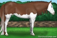 Horse Color:Chestnut Splash 