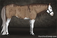 Horse Color:Liver Red Dun Splash 