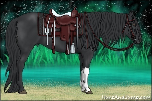Horse Color:Black 
