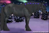 Horse Color:Black and Black