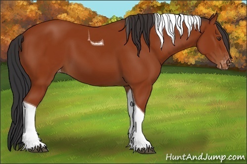 Horse Color:Brown Tobiano Appaloosa 
