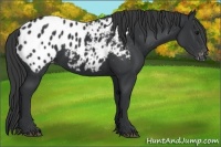 Horse Color:Black Appaloosa 