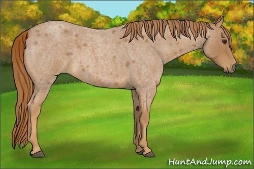 Horse Color:Red Roan 