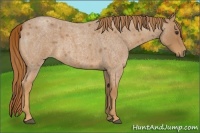 Horse Color:Red Roan 