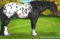 Horse Color:Brown Appaloosa