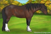 Horse Color:Brown 
