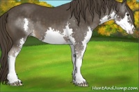 Horse Color:Liver Chestnut Splash