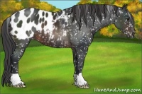 Horse Color:Brown Appaloosa 