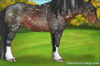 Horse Color:Brown Appaloosa 