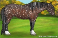 Horse Color:Brown Appaloosa