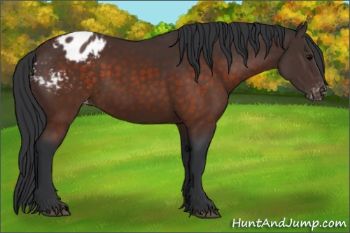 Horse Color:Brown Sabino Appaloosa
