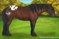 Horse Color:Brown Sabino Varnish 