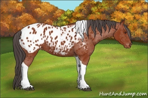 Horse Color:Brown Tobiano Blanket 