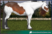 Horse Color:Brown Rabicano  and Brown Appaloosa Rabicano 