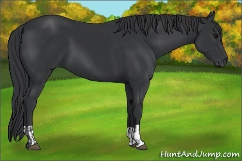 Horse Color:Black and Black