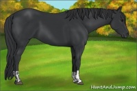 Horse Color:Black  and Black 