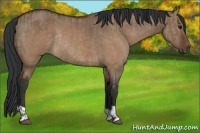 Horse Color:Brown Dun Rabicano and Brown Dun Rabicano