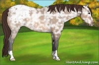 Horse Color:Bay Ice Dun Appaloosa 