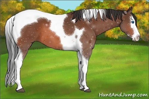 Horse Color:Bay Splash Tobiano
