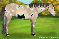 Horse Color:White Spotted Amber Cream Champagne Frame