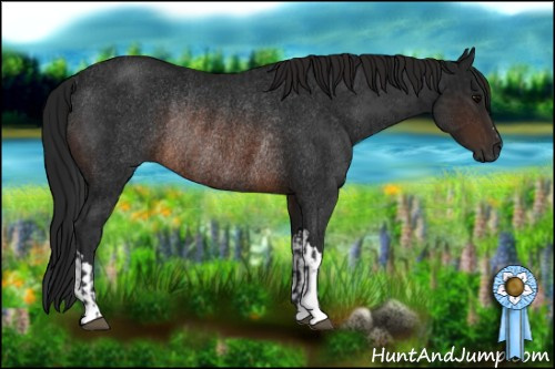 Horse Color:Brown Rabicano  and Gray Brown Rabicano 