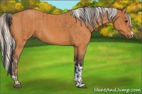Horse Color:Bay and Silver Bay