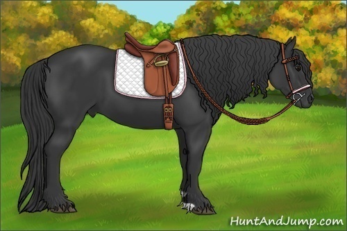 Horse Color:Black 