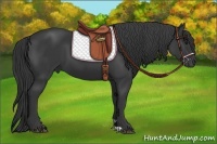 Horse Color:Black 