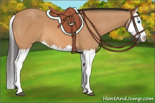 Horse Color:Buckskin Splash 