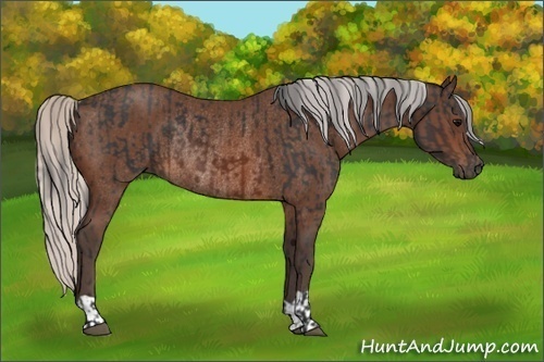Horse Color:Brown Rabicano and Silver Brown Rabicano